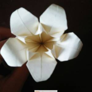 五瓣折纸百合花的简单威廉希尔中国官网
