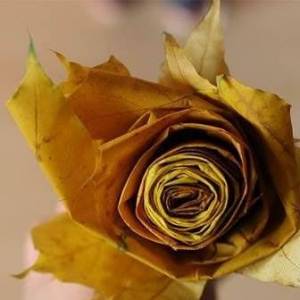 使用枫叶制作简单玫瑰花的威廉希尔中国官网
