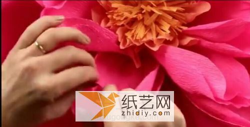 巨大的牡丹 第7步