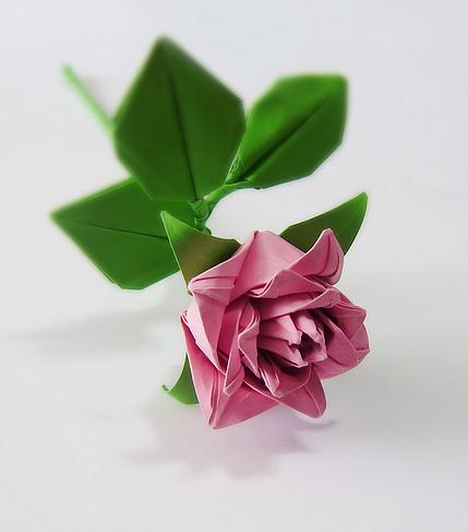 真正的卷心纸玫瑰威廉希尔中国官网
制作出来的卷心纸玫瑰很漂亮