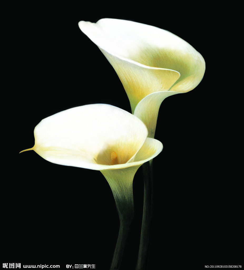 马蹄莲花语所代表的最新的马蹄莲的花语大全