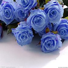 爱情蓝玫瑰花语与蓝玫瑰折纸纸艺欣赏