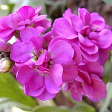紫罗兰花语中的爱在折纸紫罗兰中表白