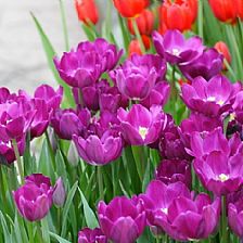 高贵的紫色郁金香表达无尽的紫色郁金香花语之爱