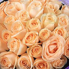 折纸香槟玫瑰把香槟玫瑰花语说给钟情的人听