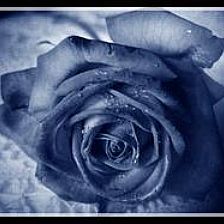 独一无二的黑色玫瑰花语说一说另类爱情的表达