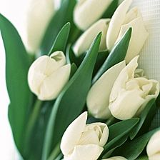 纯洁的白色郁金香花语送给纯情的人