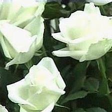 莫相负21朵白玫瑰花语里的纯洁爱情