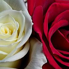 玫瑰花语大全之红玫瑰与白玫瑰混合的愉快幸福