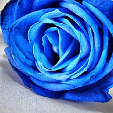 玫瑰花语大全之蓝色玫瑰花语寓意敦厚和善良【附纸折法威廉希尔中国官网
】