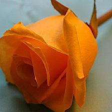 玫瑰花语大全之橙色玫瑰花语送你一份神秘的爱【附最新纸玫瑰花折法】