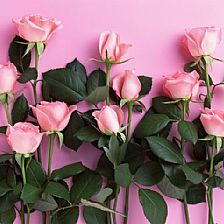 在快餐文化里重温粉玫瑰花语中悠远而渐行渐深的爱情寓意