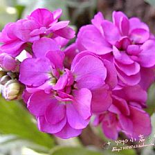 我很喜欢你因为你拥有紫罗兰花语中的永恒的美