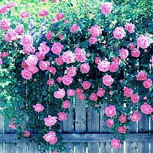 在慢时光里在蔷薇花语里安安静静爱一个人思念一个人