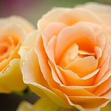 能逗乐一架蔷薇的人一定能给你蔷薇花语里的爱情
