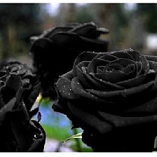 黑玫瑰花语里的温柔真心你能够驾驭得了吗