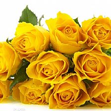 黄玫瑰花语里代表的纯洁的友谊和美好的祝福是这个世界上最宝贵的两样东西