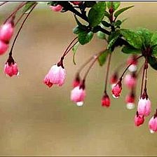 人生应该有一次和海棠花花语来一场温和美丽的邂逅