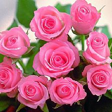 22朵白玫瑰花语里的纯洁祝福送在人生道路上忙忙碌碌的你