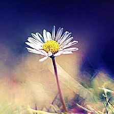 雏菊花语里的沉默之爱在懂得它的土壤上开出最明艳的花