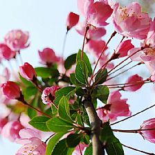 海棠花花语因温和而美丽因美丽而温和