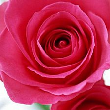 9朵玫瑰花语 不求能再见到你只求你记住我