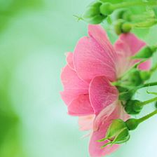 蔷薇花语里追忆雨润桃花春水浓的时光