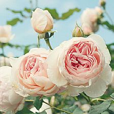 你们是否可以感应到我放在蔷薇花语里的追忆 思念 忏悔 和呼唤