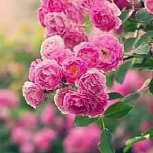 放在蔷薇花语里用来追忆用来不断重复的时光
