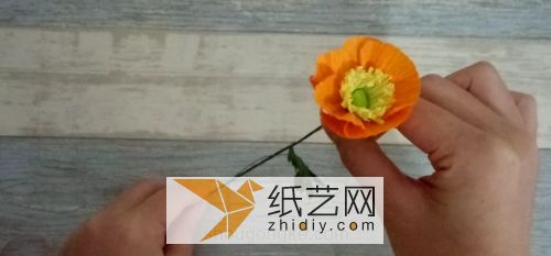 皱纹纸罂粟花威廉希尔中国官网
 第23步